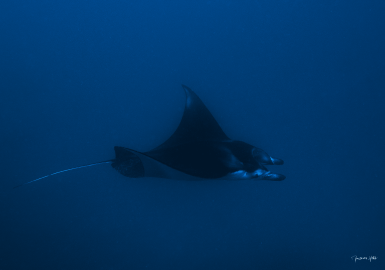 Raie manta en pleine nage, photographiée par Maxime HIBLOT