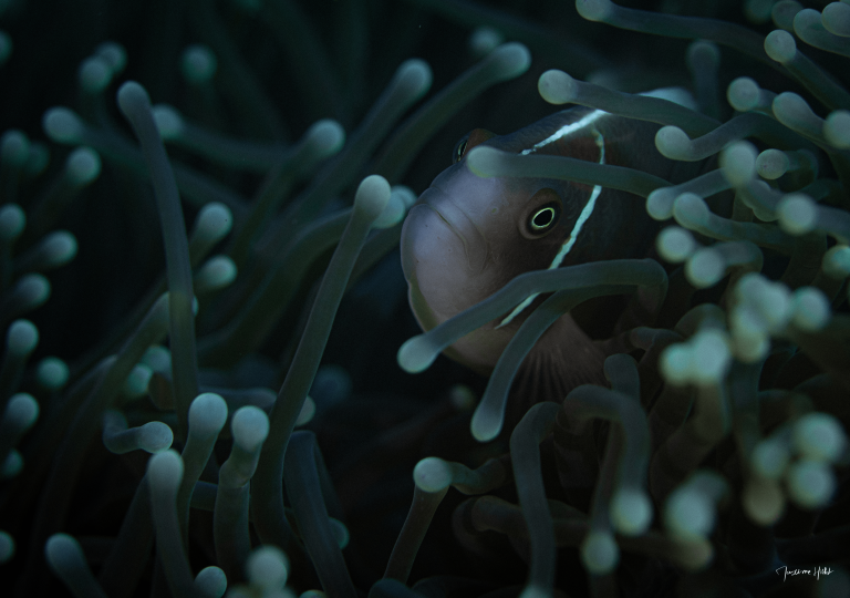 Poisson clown sortant de son anémone, photographié par Maxime HIBLOT