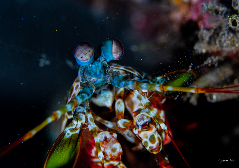 Crevette mante multicolore fixant l’objectif, photo par Maxime HIBLOT