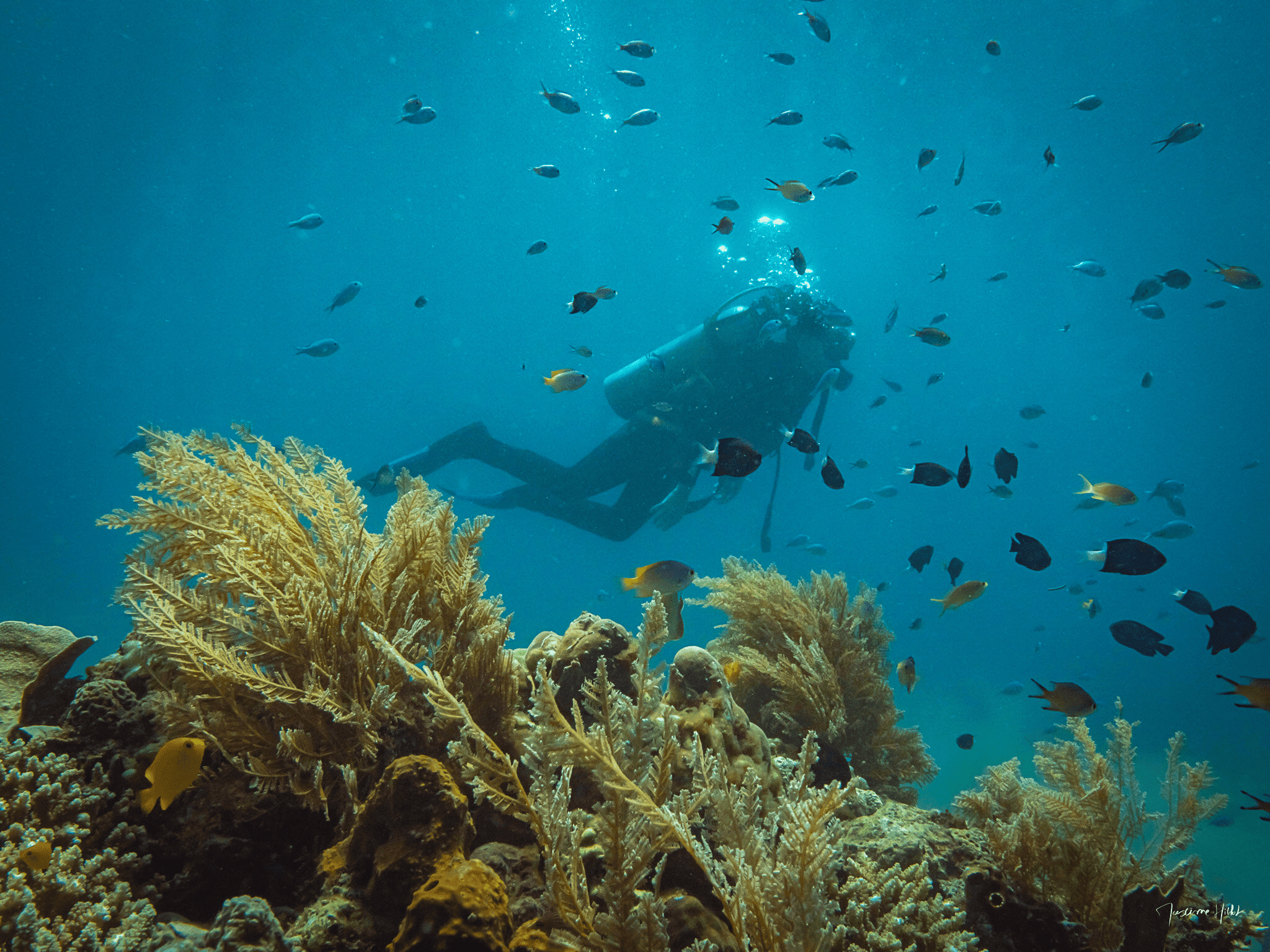 Plongeur en arrière-plan nageant au-dessus d'un récif corallien vibrant, entouré d'une multitude de poissons colorés, illustrant les merveilles de la plongée sous-marine.