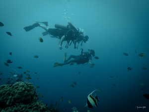 Photo par Maxime HIBLOT d’une instructrice de plongée montrant un poisson à ses élèves débutants