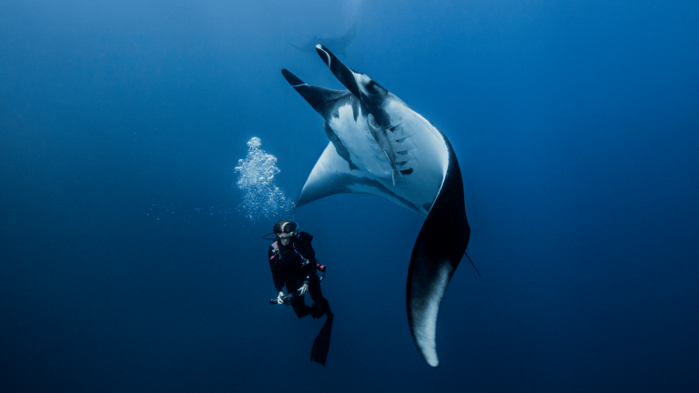 Plongeur et manta dansant ventre contre ventre dans l’océan