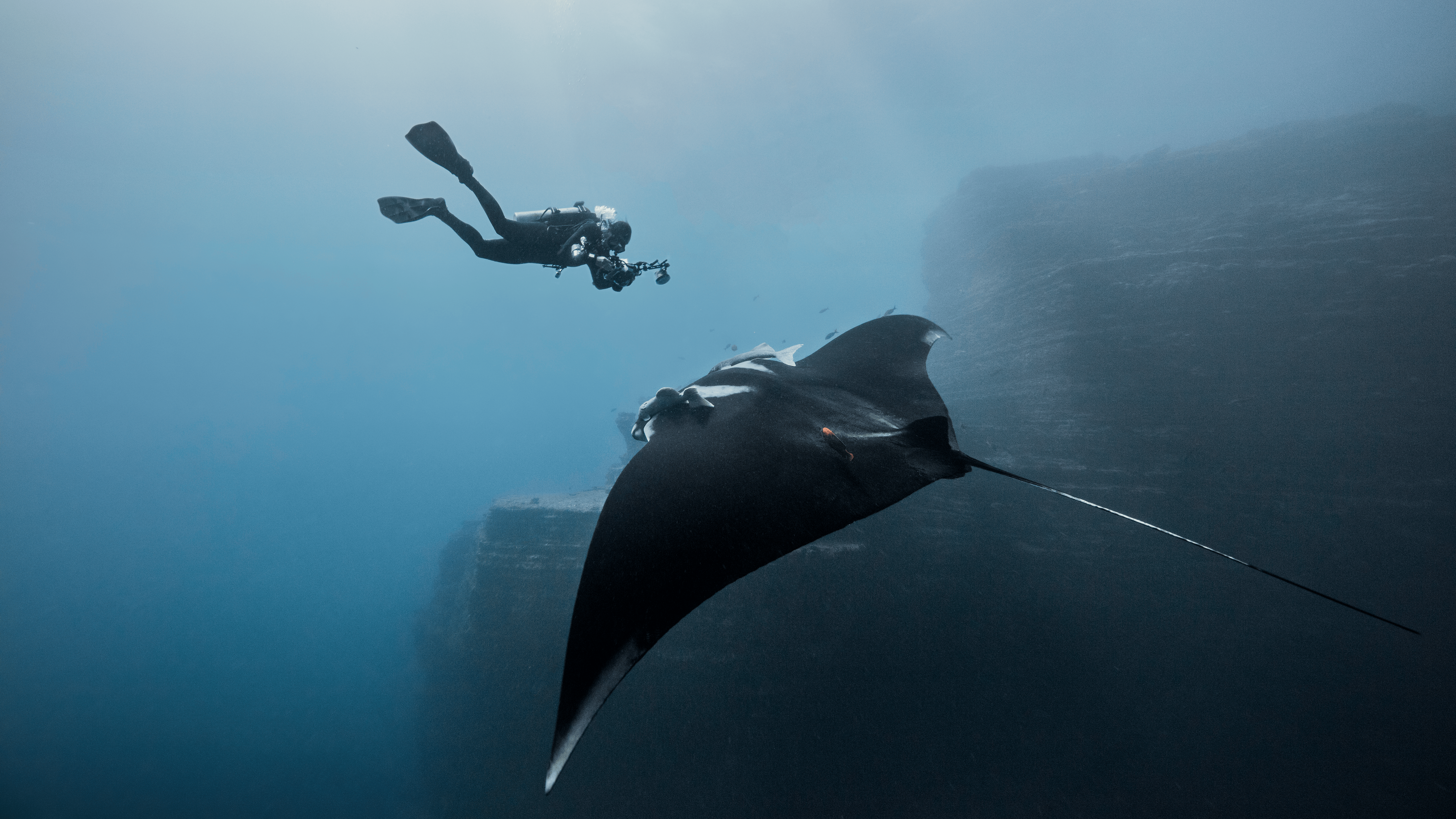 Photographe sous-marin capturant une raie manta qui nage vers lui