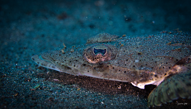 Portrait d'un poisson de fond regardant l'objectif, photo par Maxime HIBLOT