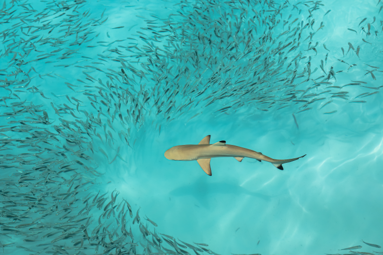 Vue aérienne d'un petit requin nageant dans les eaux cristallines des Maldives, illustrant un article sur les meilleurs spots de plongée