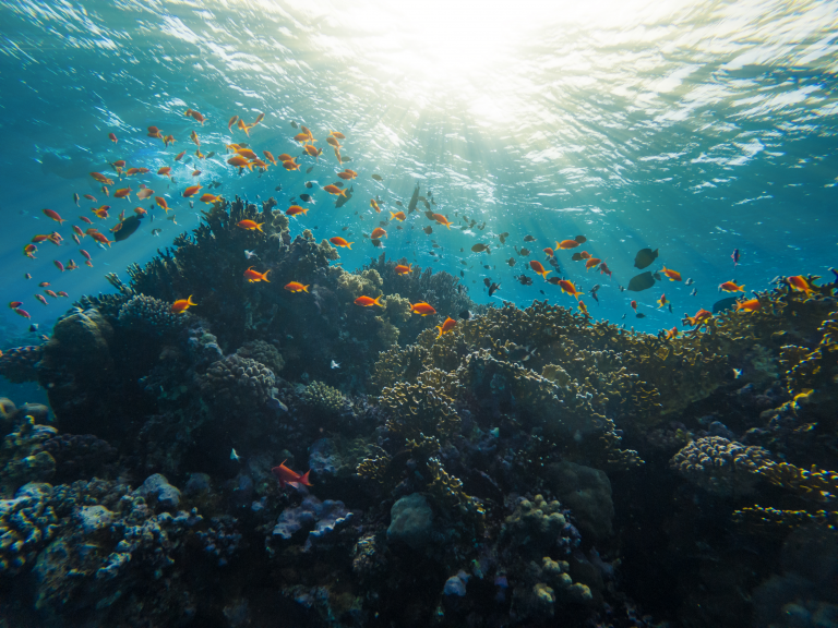 Récif corallien vibrant avec des poissons tropicaux en Mer Rouge