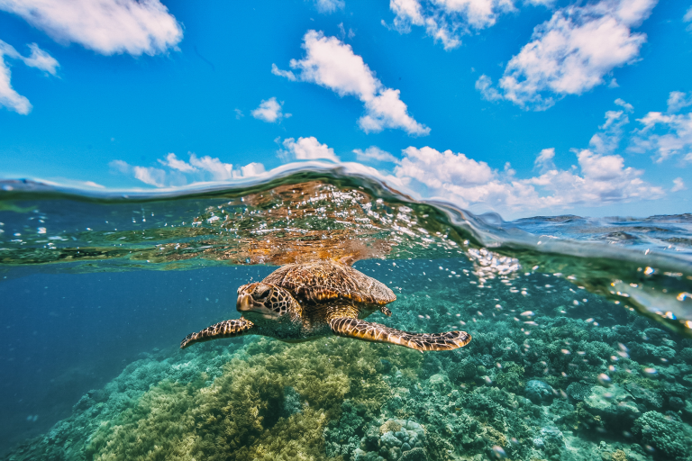 Tortue mi-air mi-eau dans la Grande Barrière de Corail