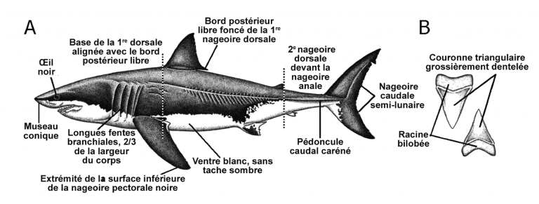 Schéma des caractéristiques principales d'un grand requin blanc