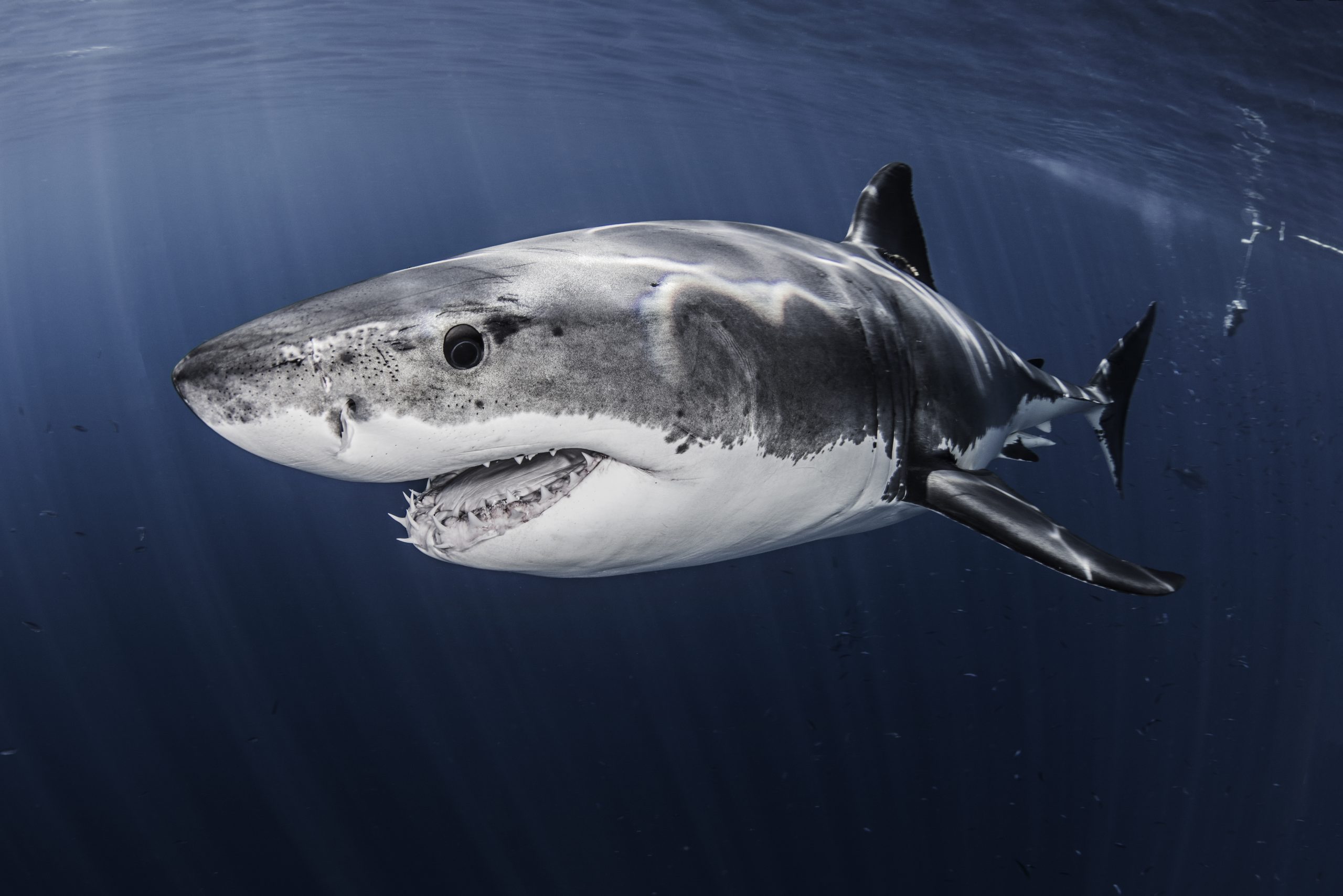 Gros plan d'un impressionnant grand requin blanc