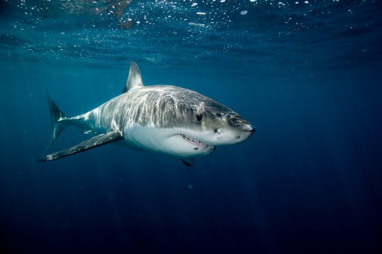 Rencontre fascinante avec un grand requin blanc