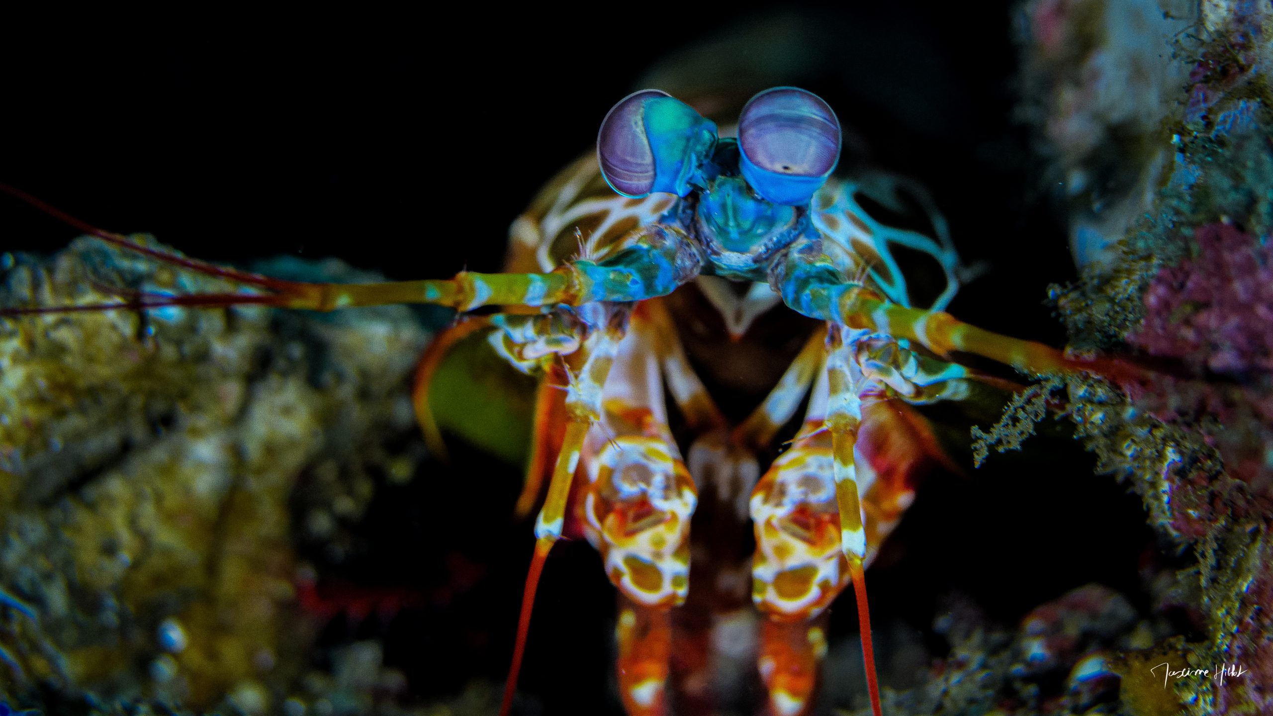 Squille multicolore (Odontodactylus scyllarus)