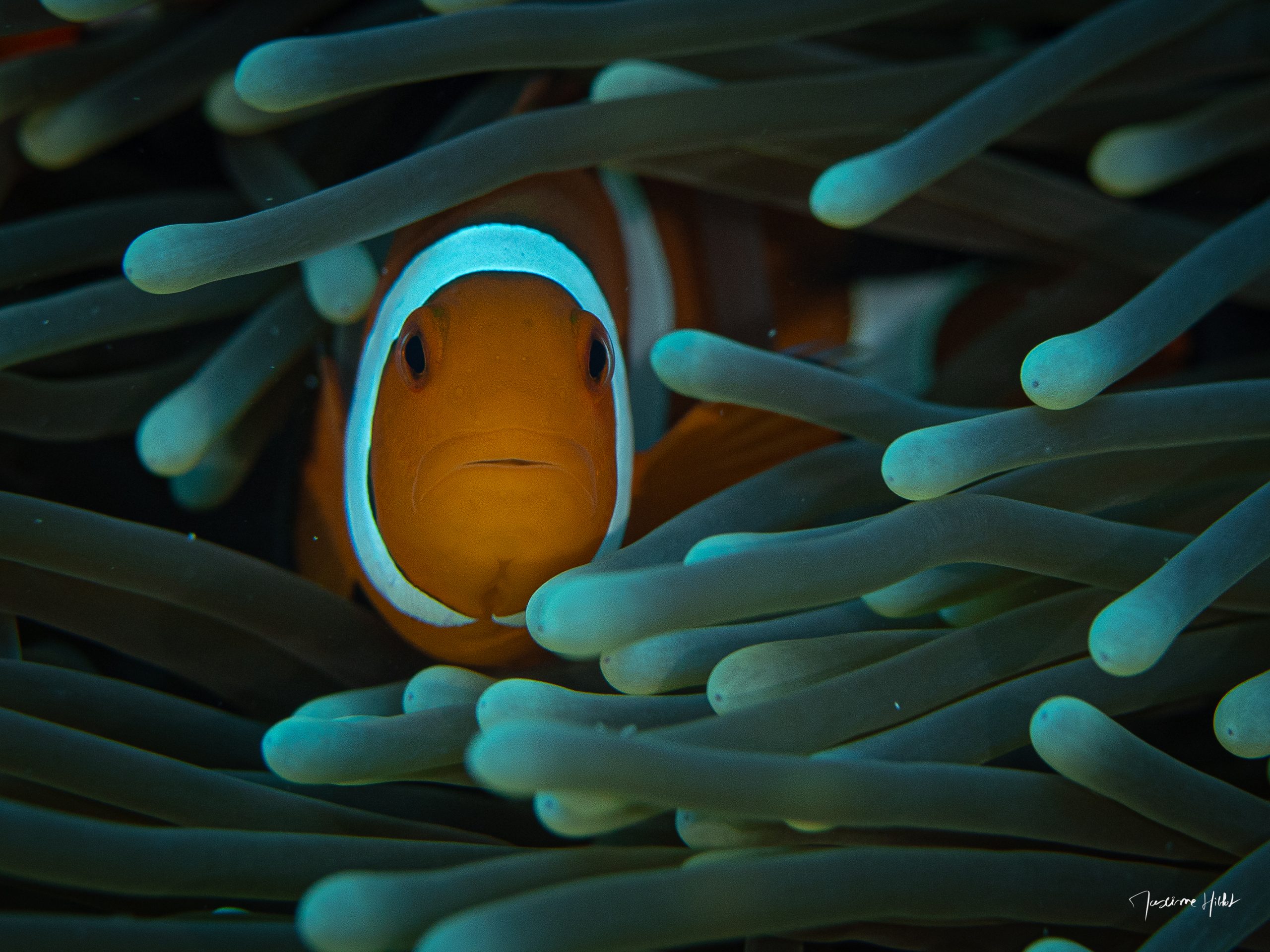 Magie sous-marine : Maxime Hiblot capture le moment où un poisson clown semble captivé par l'objectif de la caméra, entouré de son anémone.