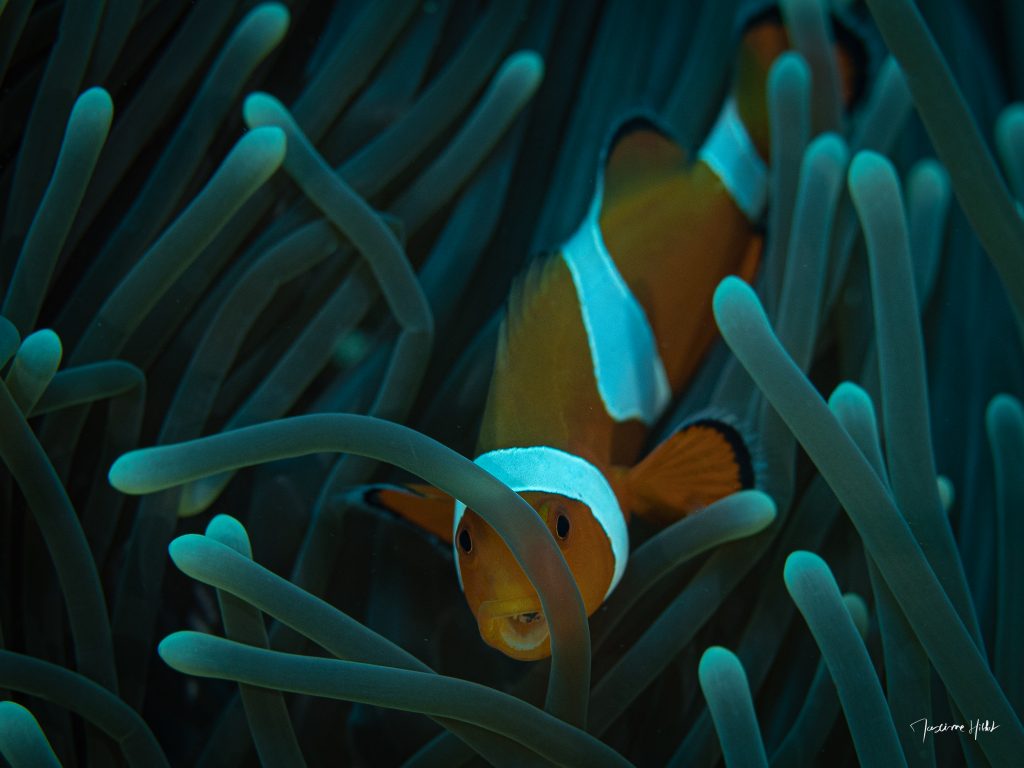 Poisson clown surpris dans son anémone, capturé par Maxime Hiblot