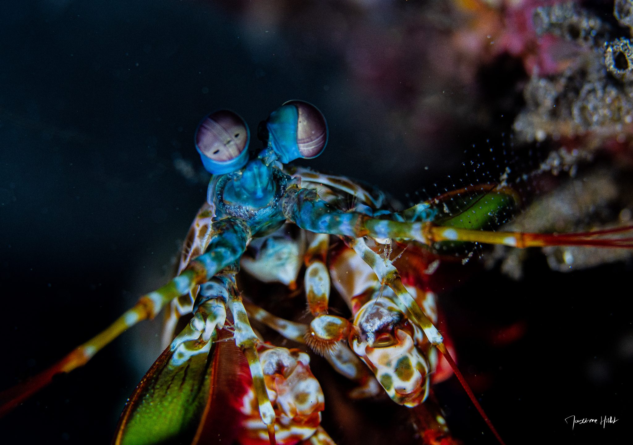 Crevette squille prise de près montrant comment faire de belles photos sous-marines