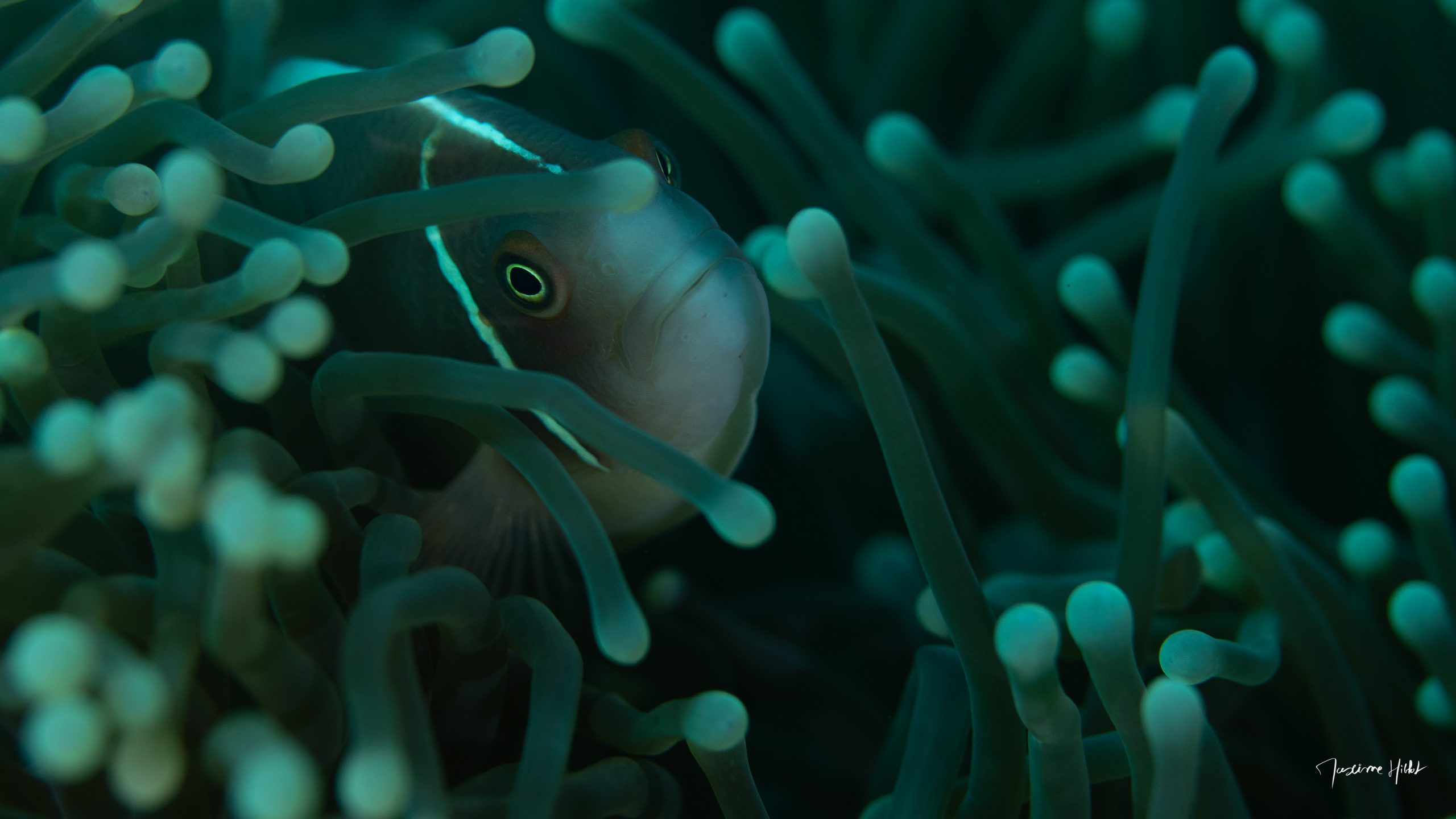 Poisson clown non retouché aux couleurs bleu/vert