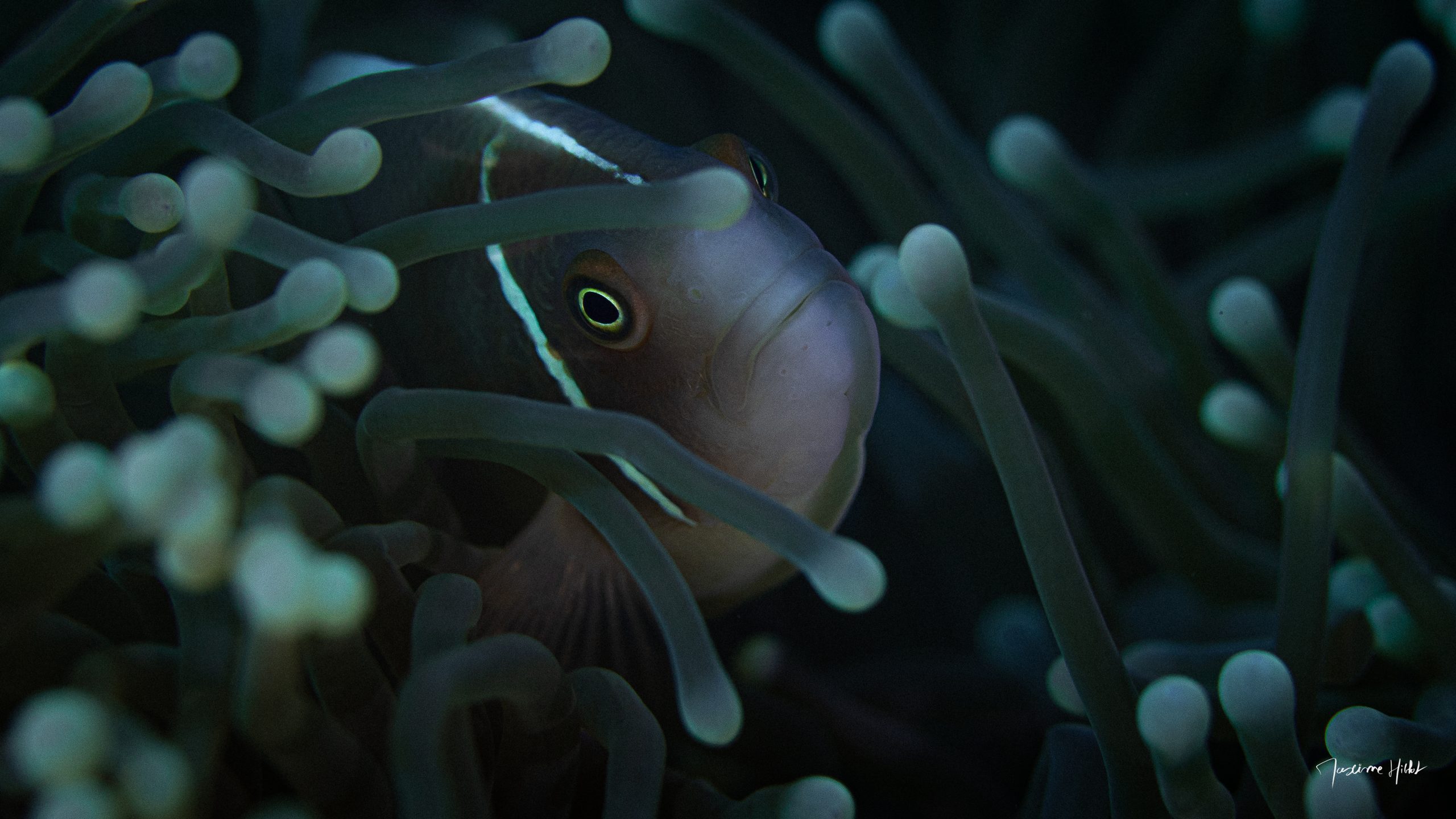 Poisson clown retouché aux couleurs vives montrant comment faire de belles photos sous-marines