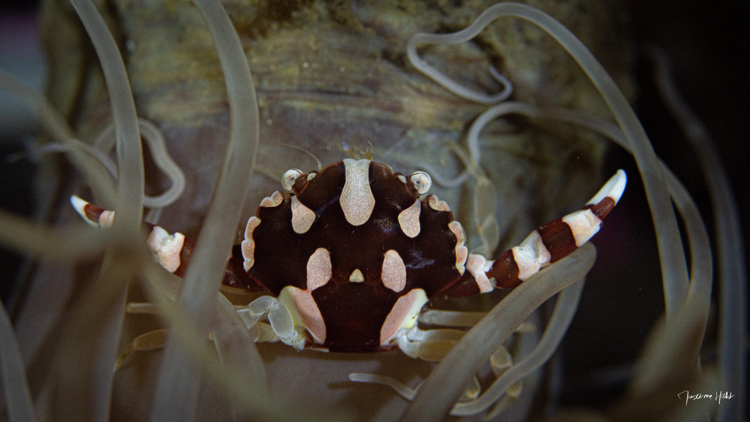 Crabe bien positionné avec arrière-plan harmonieux montrant comment faire de belles photos sous-marines