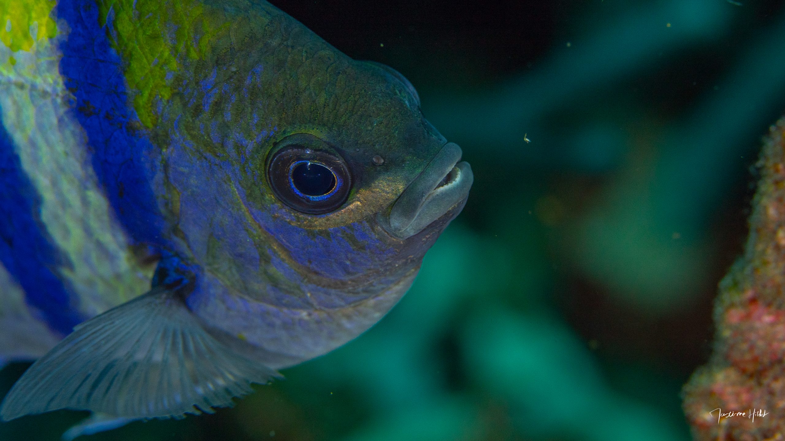 Poisson bien éclairé avec des couleurs vibrantes montrant comment faire de belles photos sous-marines
