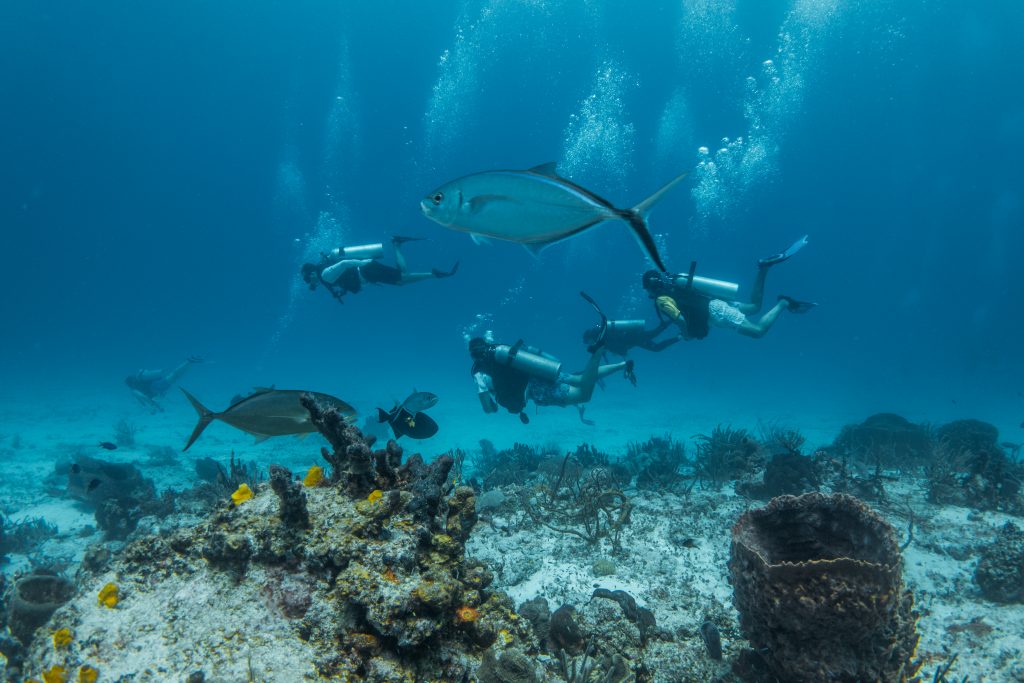 Palanquée de deux plongeurs en autonomie au-dessus du récif avec poisson au premier plan