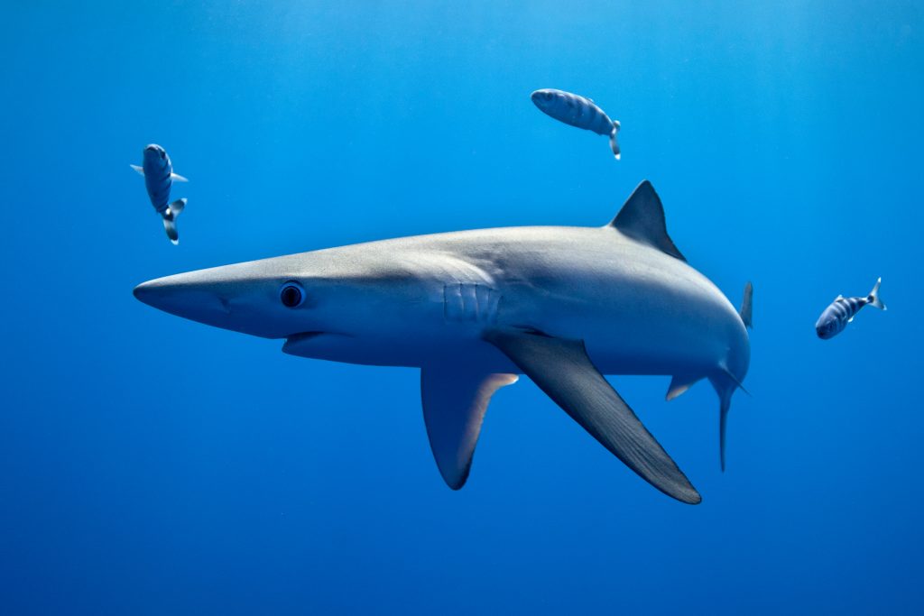 Requin peau bleue dans son habitat océanique