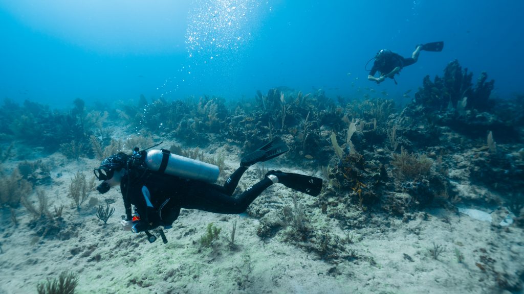 Palanquée de deux plongeurs en autonomie au-dessus d'une prairie sous-marine