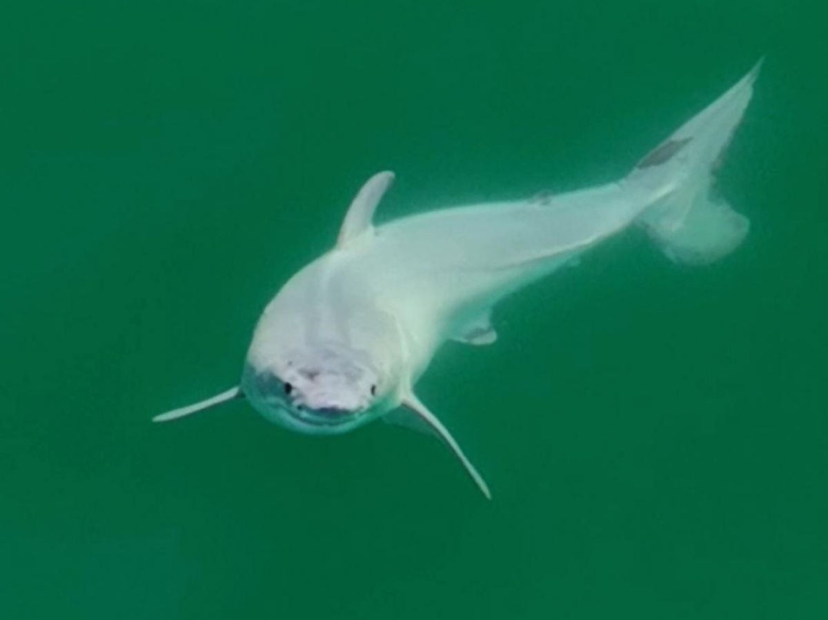 Jeune requin blanc explorant les profondeurs, un spectacle rare et fascinant.