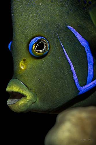 Portrait en gros plan d'un poisson ange, capturé dans un cadrage vertical, soulignant son charisme et sa beauté naturelle sous l'eau.
