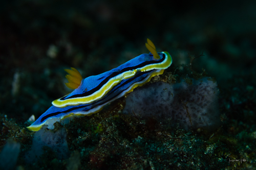 Nudibranche coloré escaladant un rocher vers le haut à gauche, illustrant le mouvement naturel et l'exploration sous-marine.