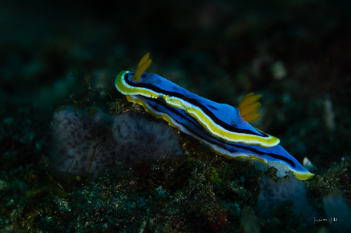 Nudibranche coloré escaladant un rocher vers le haut à droite, défiant les conventions du sens de lecture pour captiver le regard.