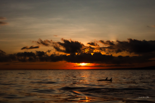 Deux dauphins se découpent en silhouette contre un coucher de soleil éclatant sur la mer, dans une composition parfaitement équilibrée avec 1/3 de mer et 2/3 de ciel.