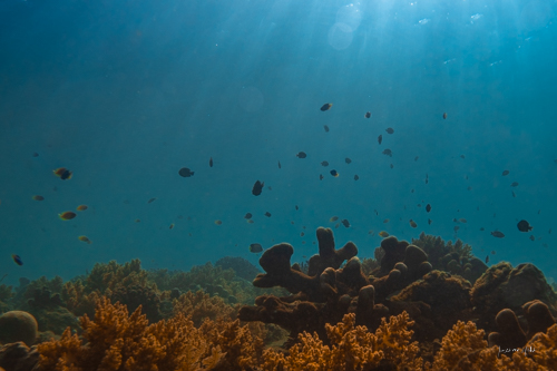 Vue horizontale tranquille d'un récif corallien riche en couleurs, illustrant la stabilité et la paix sous la surface de l'océan, entouré de diverses espèces marines.