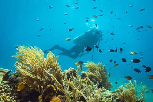 Plongeuse naviguant dans un écosystème corallien coloré, entourée de diverses espèces de poissons, illustrant la technique de composition en photographie sous-marine.