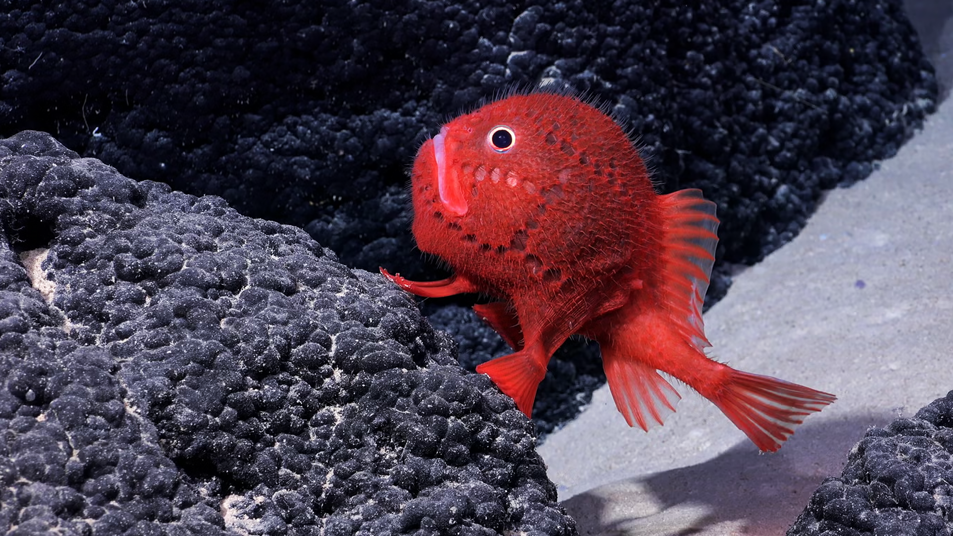 Parmi les 100 espèces marines récemment découvertes, ce poisson crapaud rouge se distingue par sa couleur éclatante et son habitat unique au large du Chili.