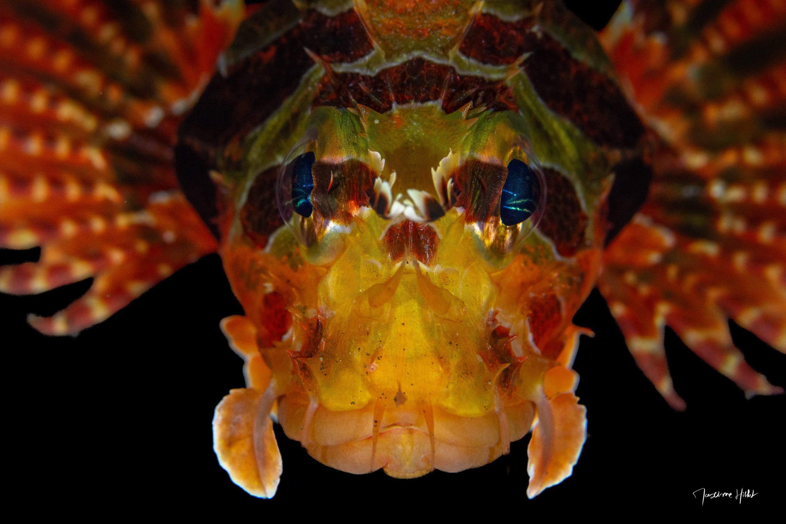 Ce poisson diable, avec son regard intense et ses nageoires majestueusement déployées, démontre la puissance d’une composition photographique soignée.