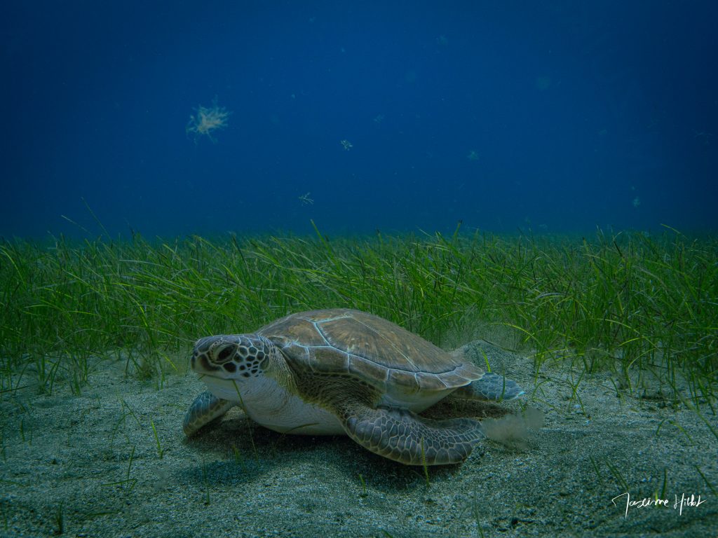 Tortue marine broutant paisiblement dans une prairie sous-marine à Tenerife, un spectacle serein et enchanteur.