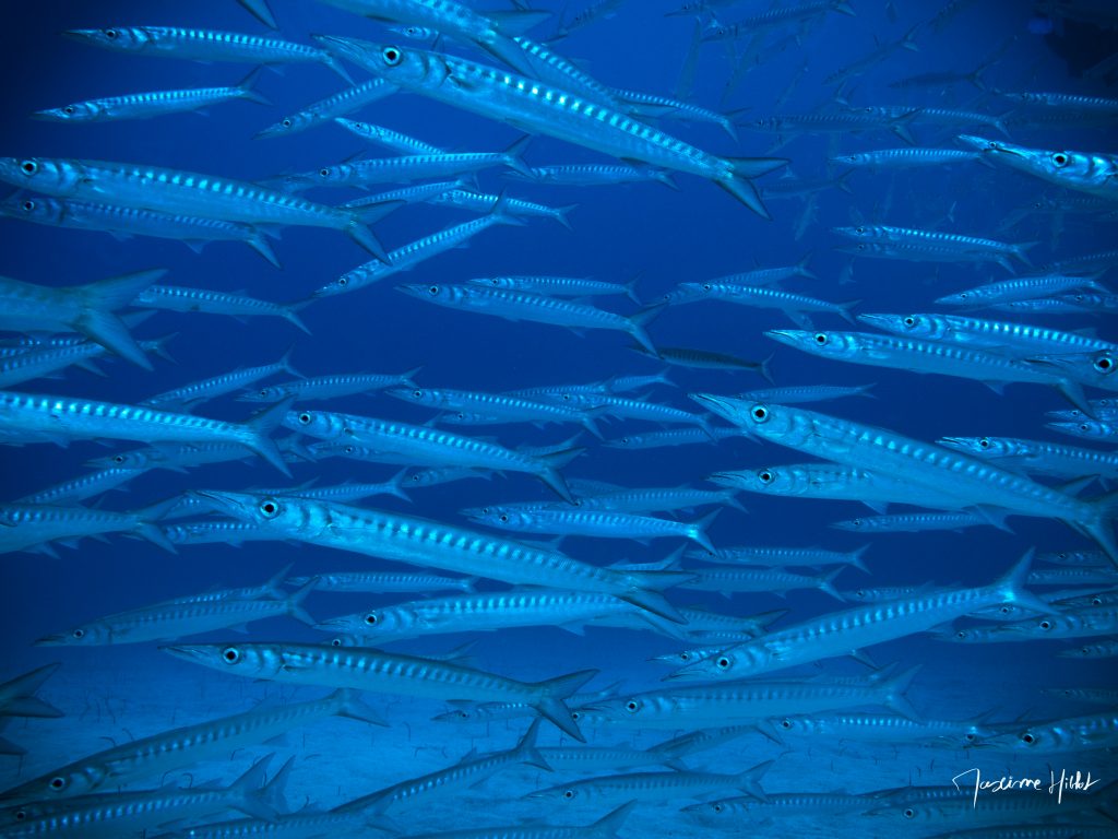 Immense banc de barracudas dans les eaux de Radazul, Tenerife, offrant un spectacle fascinant pour les plongeurs.