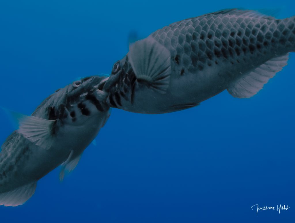Combat spectaculaire entre deux poissons-perroquets mâles à Tenerife, se mordant la bouche dans une lutte intense.