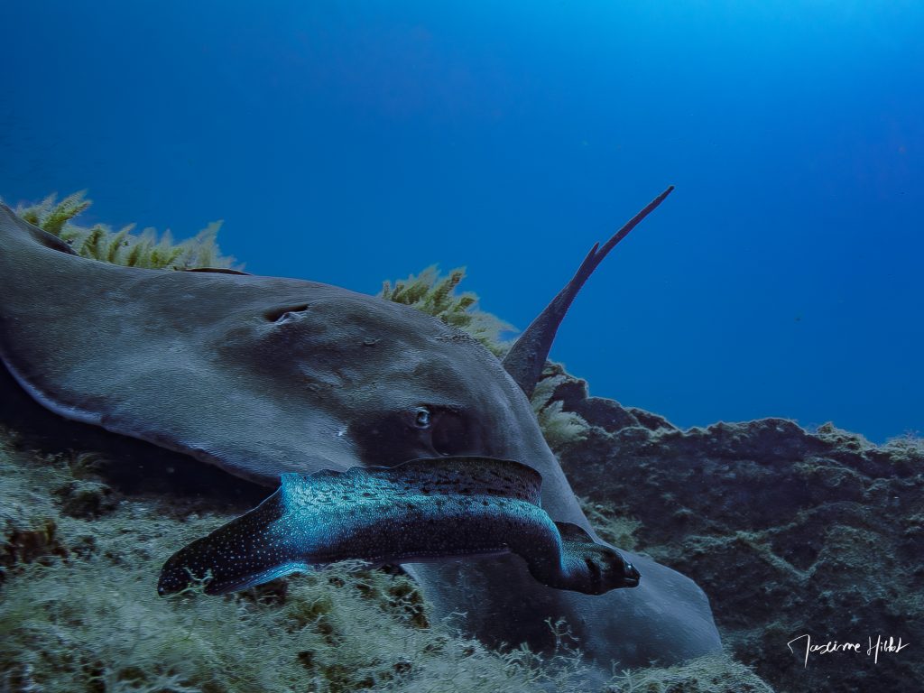 Superbe scène sous-marine à Los Gigantes, Tenerife : une raie pastenague immense avec une murène gracieusement posée sur son dos.