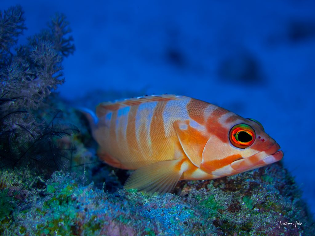 Superbe mérou reposant paisiblement au milieu des coraux colorés, une scène fascinante en plongée à l’île Maurice.
