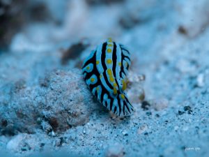 Nudibranche évoluant paisiblement sur le fond marin, une petite merveille colorée en plongée à l’île Maurice.