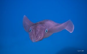 Calmar majestueux nageant avec toutes ses ailes déployées, une scène fascinante en plongée à l’île Maurice.
