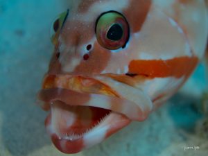 Mérou coloré montrant ses rangées de dents, une rencontre impressionnante lors d’une plongée à l’île Maurice.