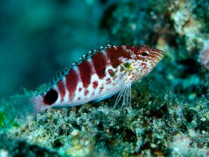 Mérou coloré montrant ses rangées de dents, une rencontre impressionnante lors d’une plongée à l’île Maurice.