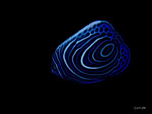 Poisson-ange juvénile aux nuances de bleu éclatantes, capturé sur fond noir lors d’une plongée à l’île Maurice.