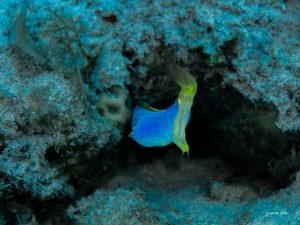 Murène ruban avec la bouche grande ouverte, une espèce fascinante observée lors d’une plongée à l’île Maurice.