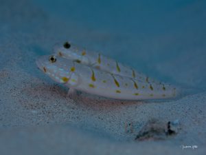 Couple de poissons territoriaux défendant leur trou avec agressivité, observé lors d’une plongée à l’île Maurice.
