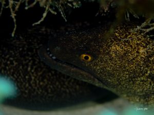 Murène au regard inquisiteur, observée dans les eaux de l’île Maurice lors d’une plongée fascinante.