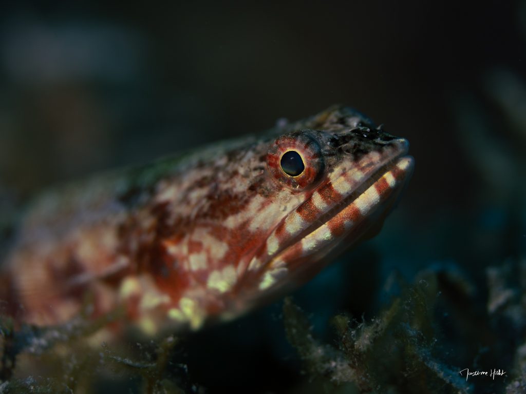 Portrait d’un superbe poisson-lézard à la robe rouge et blanche, rencontré lors d’une plongée à l’île Maurice.