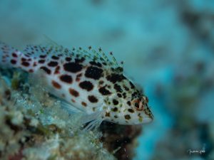 Petit poisson-faucon posé sur un rocher, observé lors d’une plongée à l’île Maurice.