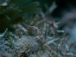 Petit hippocampe observé à Pereybere, une découverte fascinante lors d’une plongée à l’île Maurice.